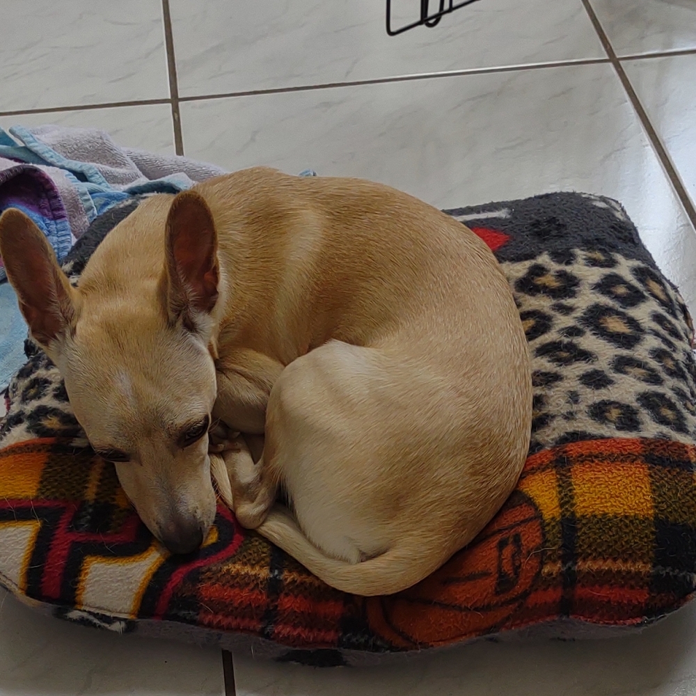 NWOT Raiders Dog bed new xlarge handmade - Picture 6 of 7